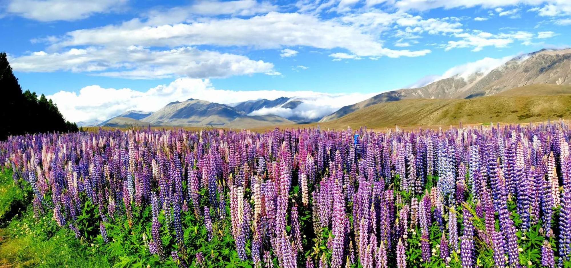 37 Galaxy A Lägenhet Lake Tekapo Exteriör bild